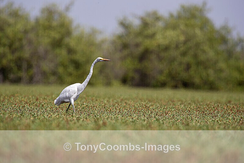 Great White Egret - The Gambia