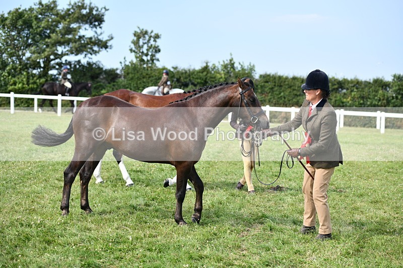 DSC_9170 - SP/SHP Pony Breeding Championship