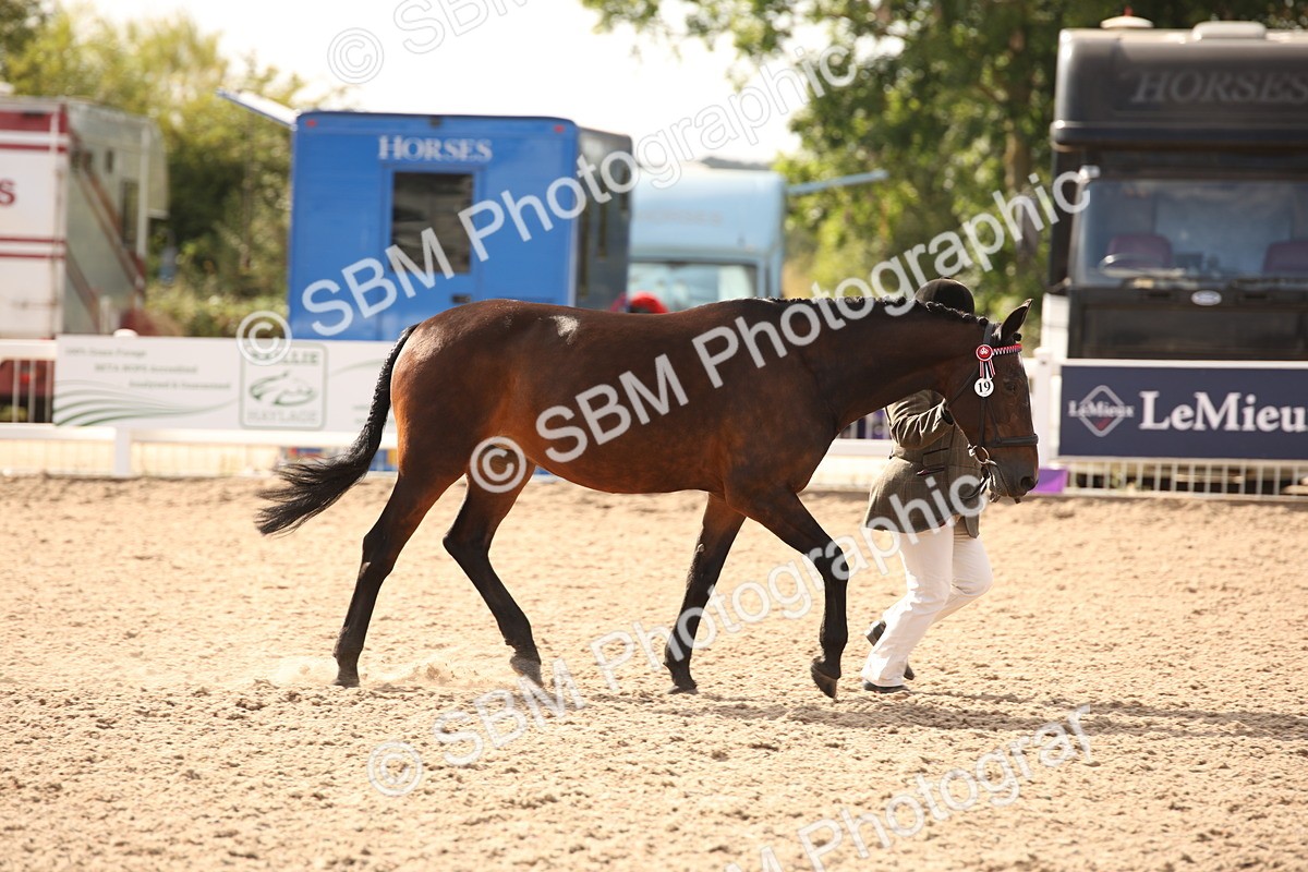 SBM_08178 - Class 27 - IH Competition Horse-Pony