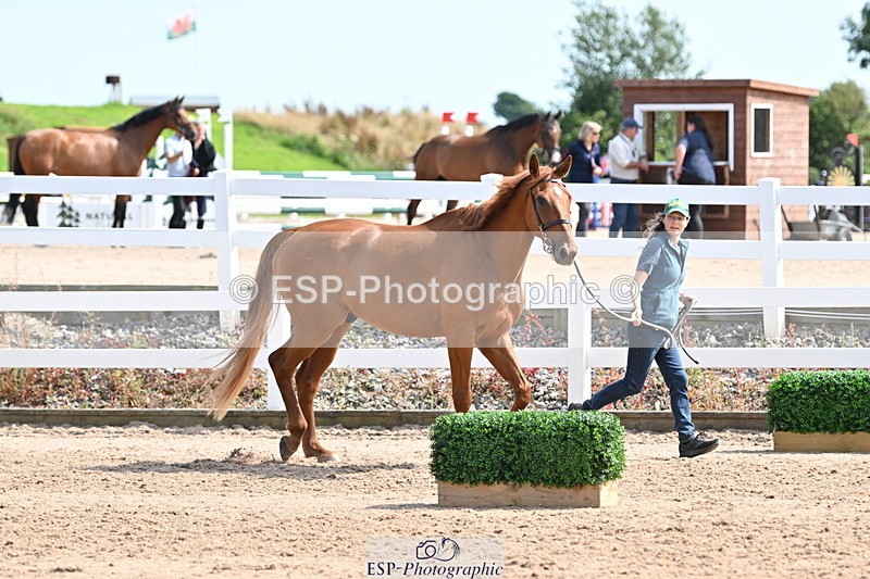 240717A-155313-03141 - Trot Up 3pm to 4pm