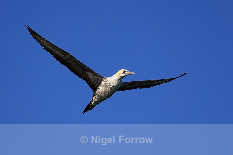 Cape Gannet flying, showing underwings, Mossel Bay, South Africa - Cape Gannet