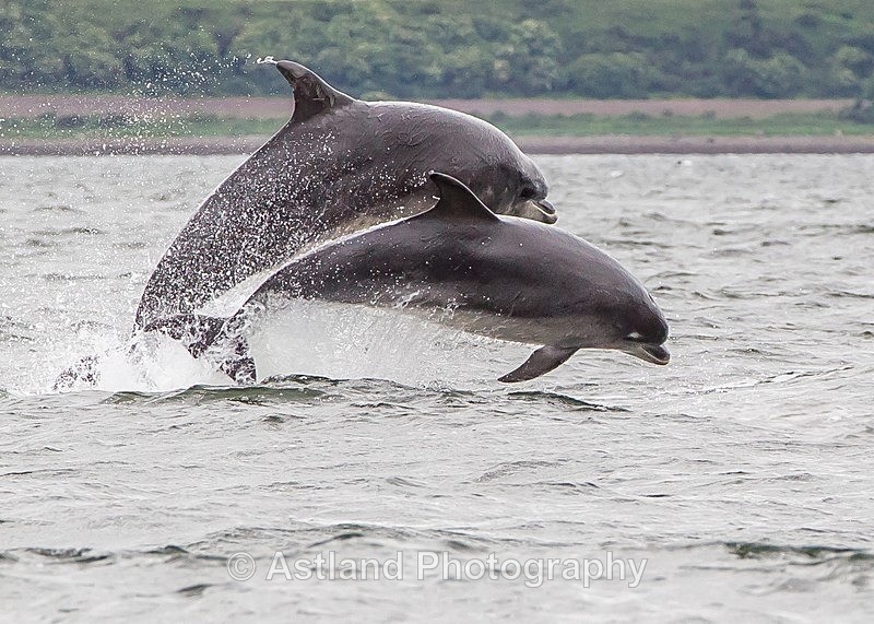 Astland Photography, Bird and Wildlife Images, Susan and Peter Wilson, U.K.