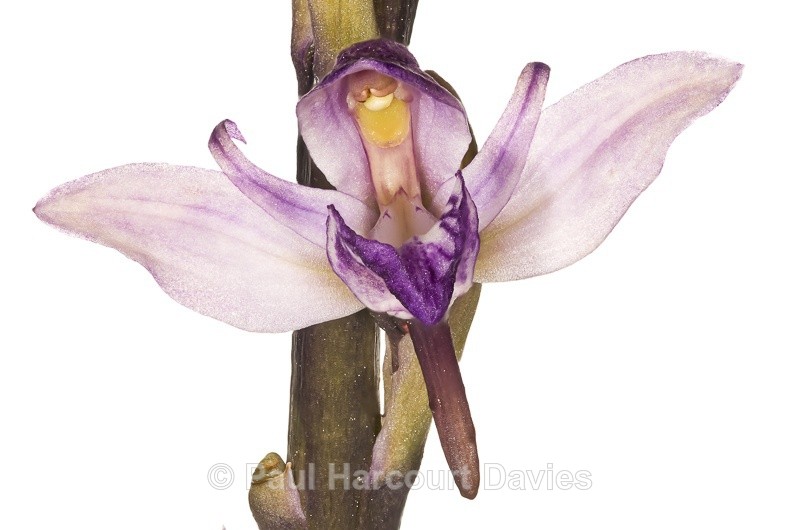  - WB: Orchids - Various