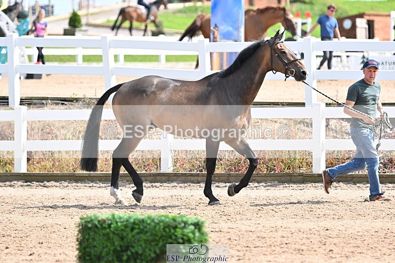 240717A-153909-02947 - Trot Up 3pm to 4pm