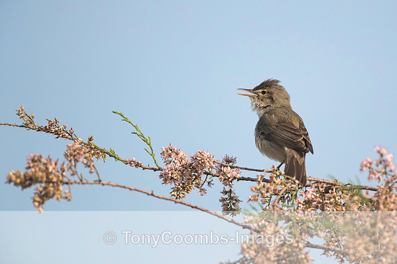 Olivaceous Warbler - Lesvos ~ Other Birds