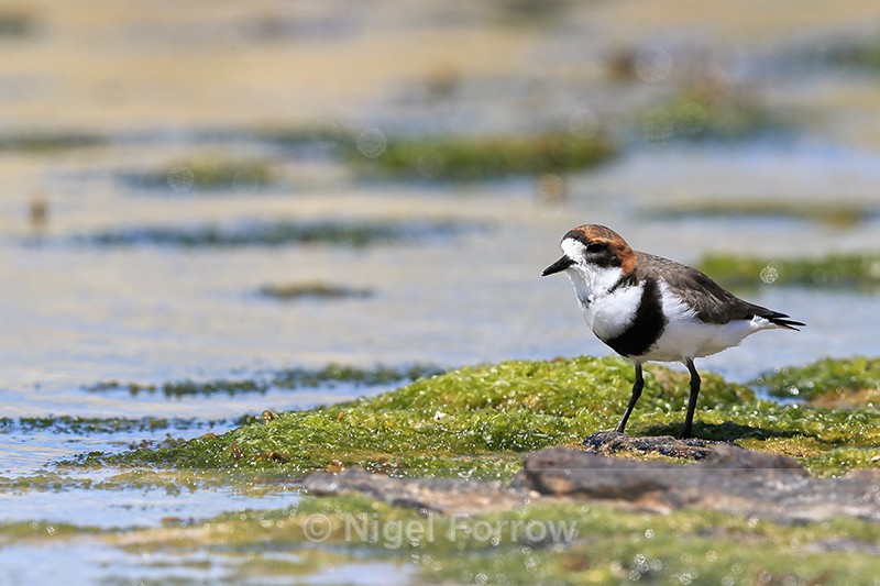 Two-banded Plover (adult) standing still, Carcass Island, Falklands - Two-banded Plover