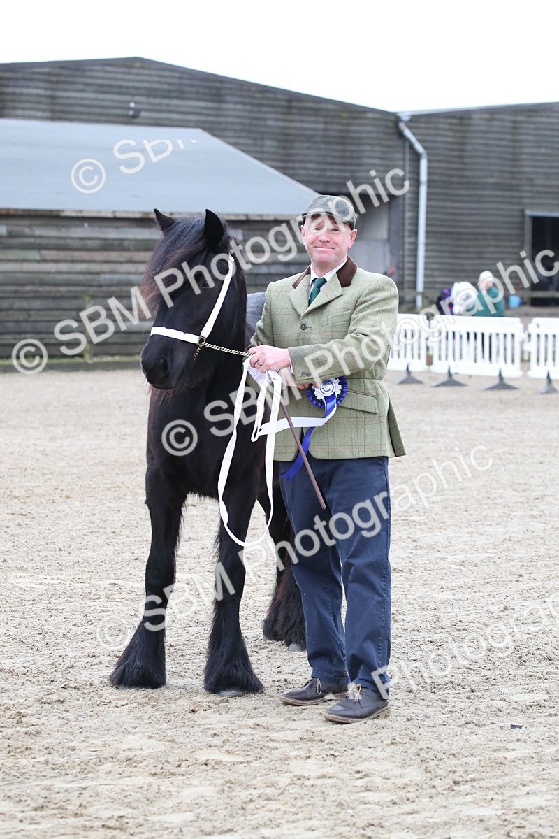 SBM_004006 - Class 1-4 - Young Stock classes Inc. In Hand Championship
