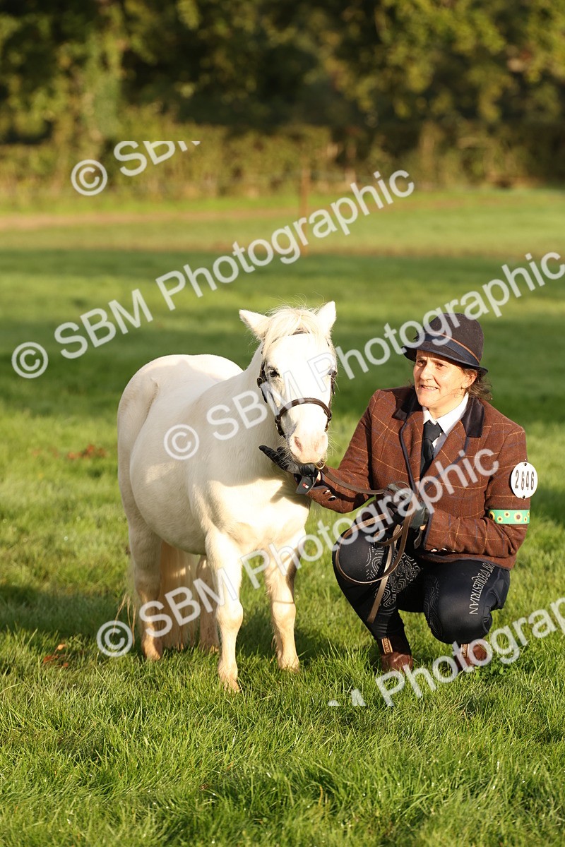 SBM_54448 - S51 - Foreign Breeds In Hand