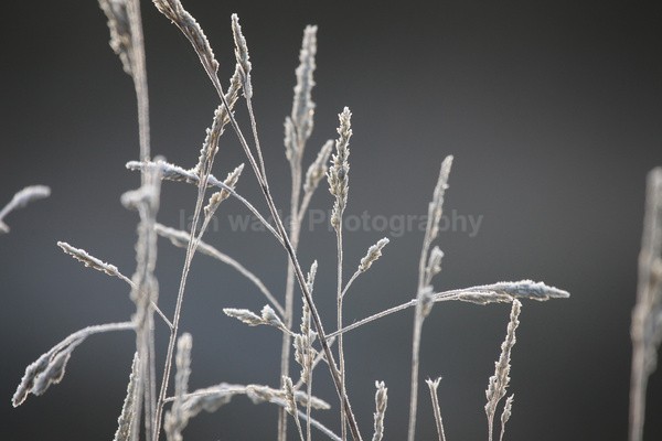 Winter plants_ FL078 - Wild Flowers,  plants & Fungus photography, Great Britain