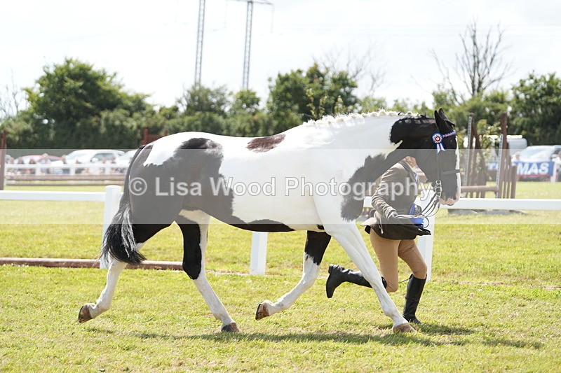 DSC07222 - Coloured Horse In Hand Championship