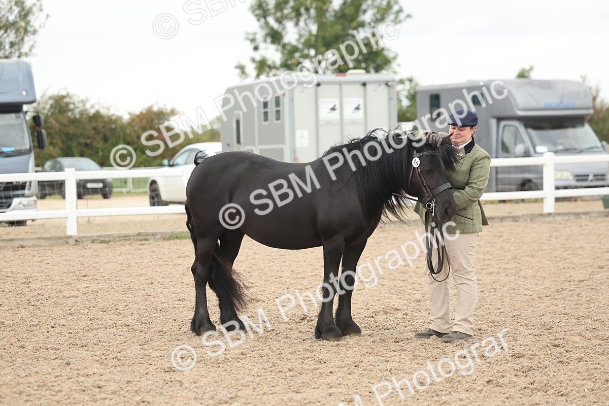 SBM_19410 - Class 317 - IH Pure Bred Horse-Pony
