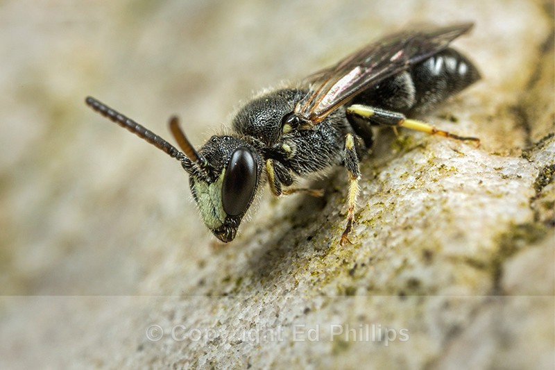 Hyaleus hyalinatus (m) - Hylaeus hyalinatus