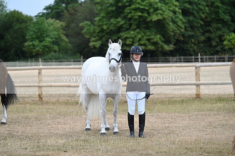 WJ7_0070 - Class 5a Most Handsome Gelding (above 14.2hh)