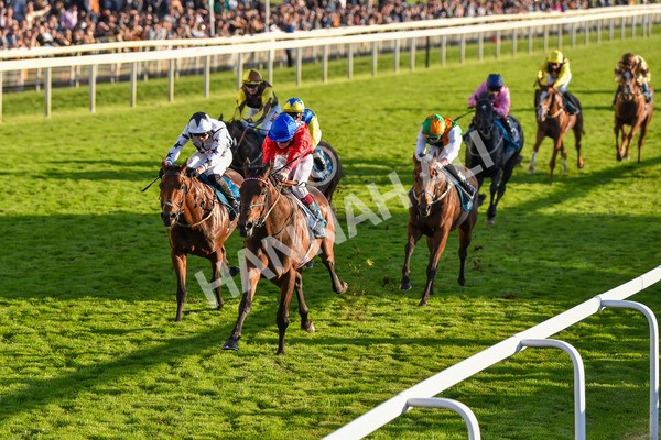 141023-Race 7-Star Ahoy-1656 - Race 7 4.45pm Coral 'Committed To Safer Gambling' Finale Handicap