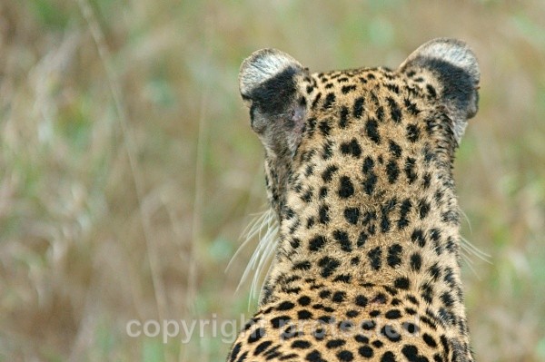 African Leopard, Timbavati, South Africa - African Leopards