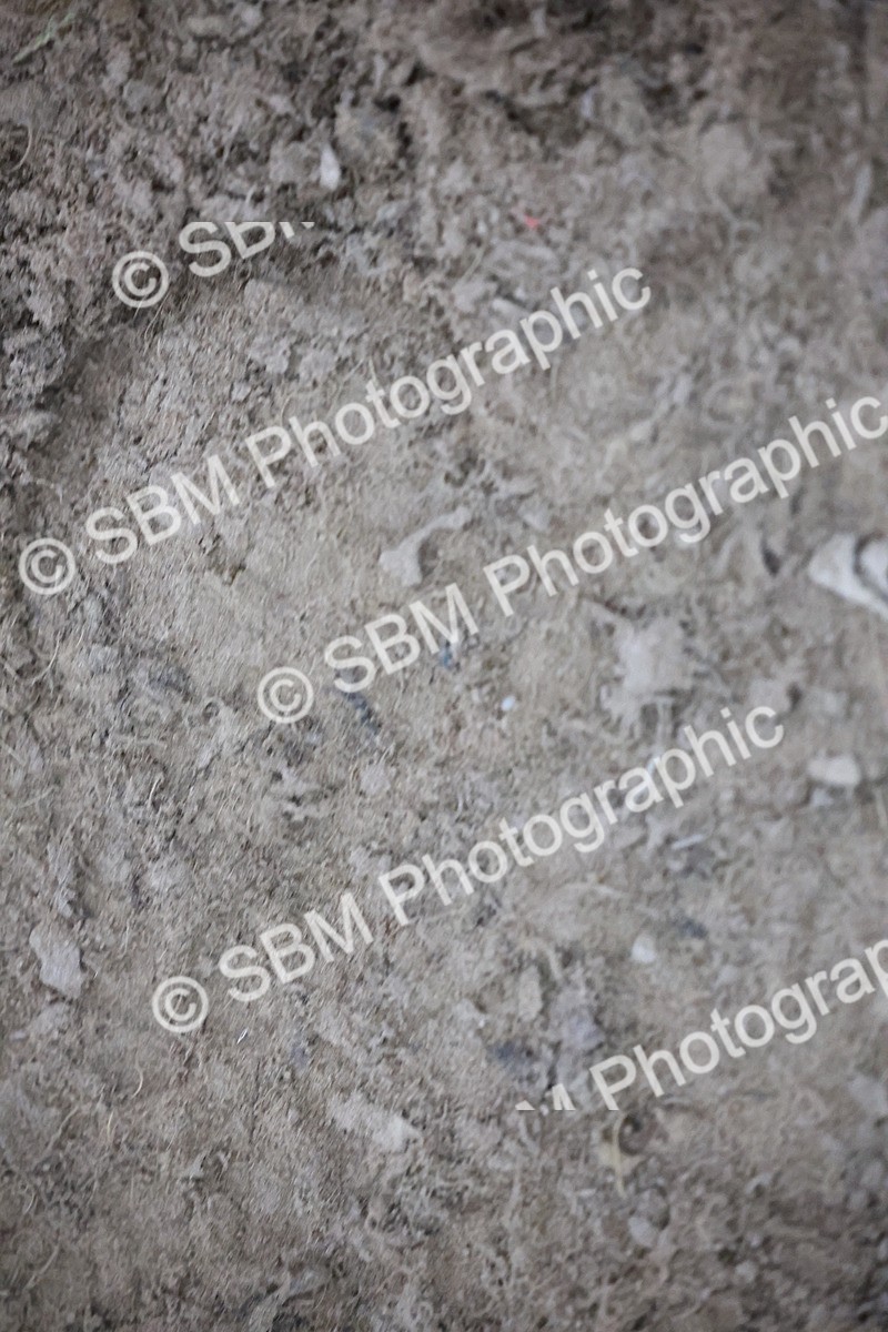 SBM_005484 - Evening Performance