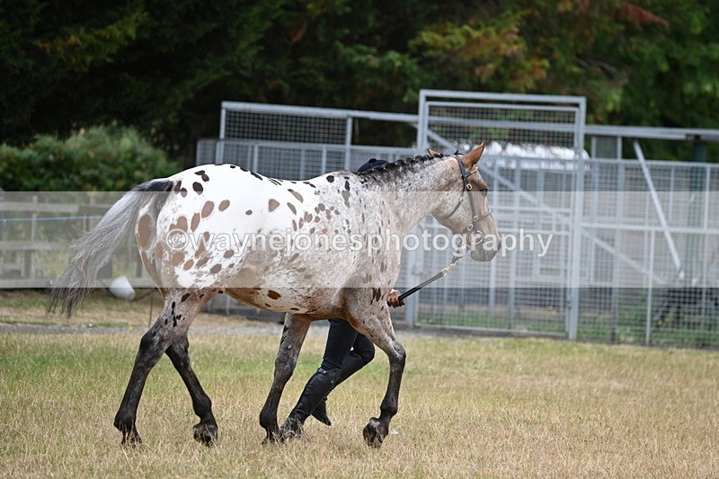 WJ6_8514 - Class 10 Coloured in Hand