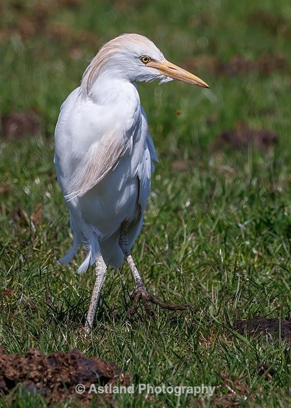 Astland Photography, Bird and Wildlife Images, Susan and Peter Wilson, U.K.