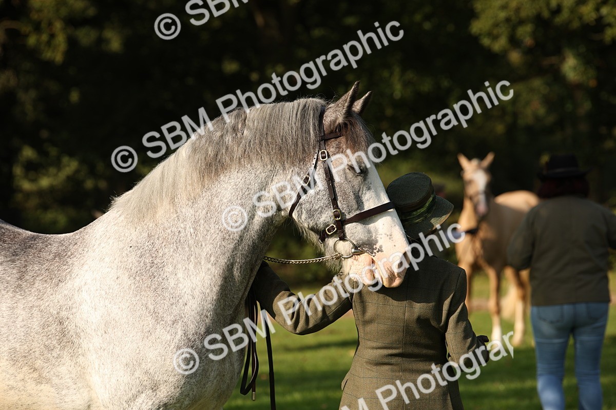SBM_59373 - S52 - Other Coloured Horse In Hand