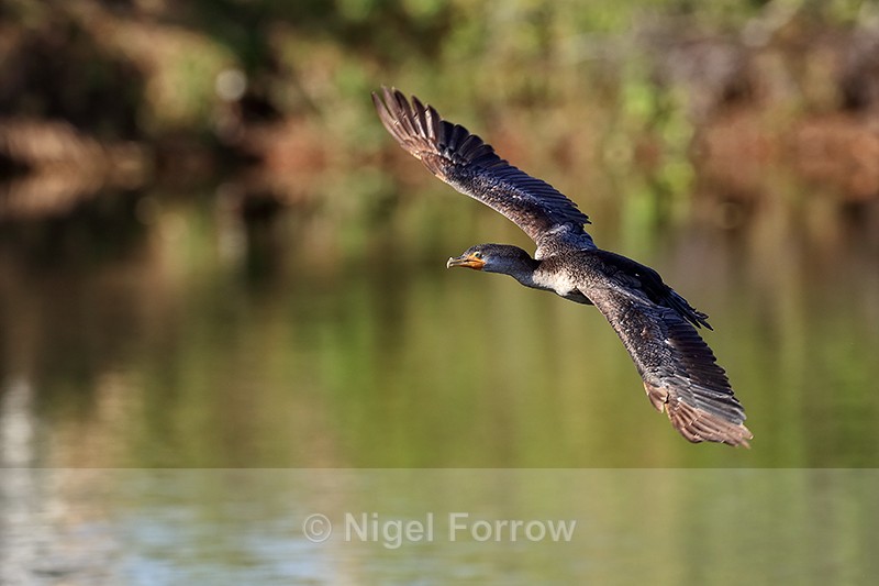 Double-crested Cormorant (juvenile) flying wings outstretched, Florida - Double-crested Cormorant