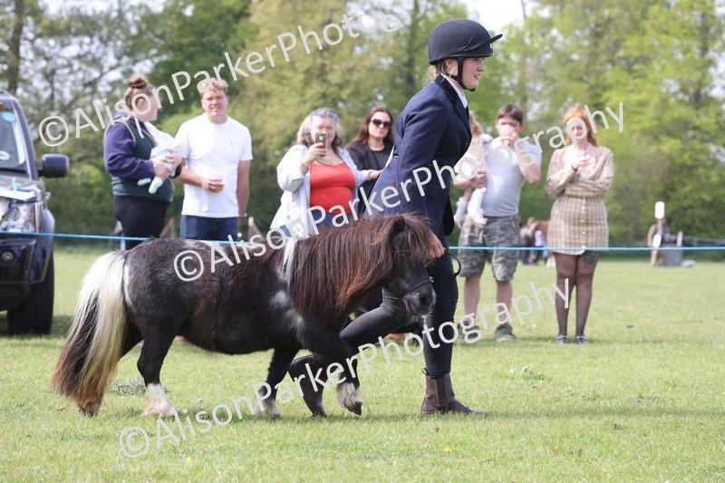 20260426-3202 - Class 26 - Shetland Ponies and Minitures