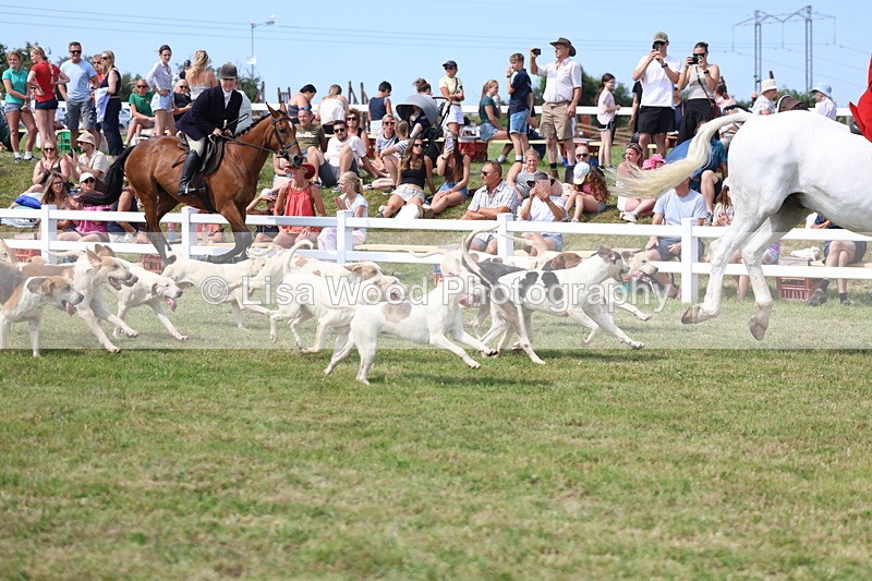 3E7A0158 - Parade of Hounds