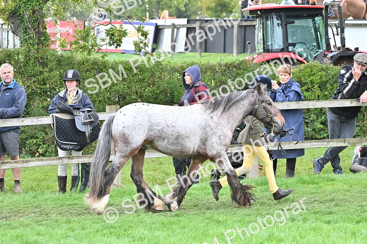 SBM_56905 - S45 - Coloured Pony In Hand
