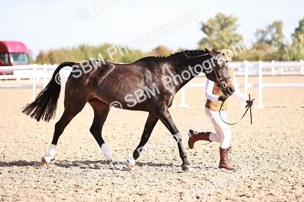 SBM_22038 - Class 702 - IH Show Horse-Pony