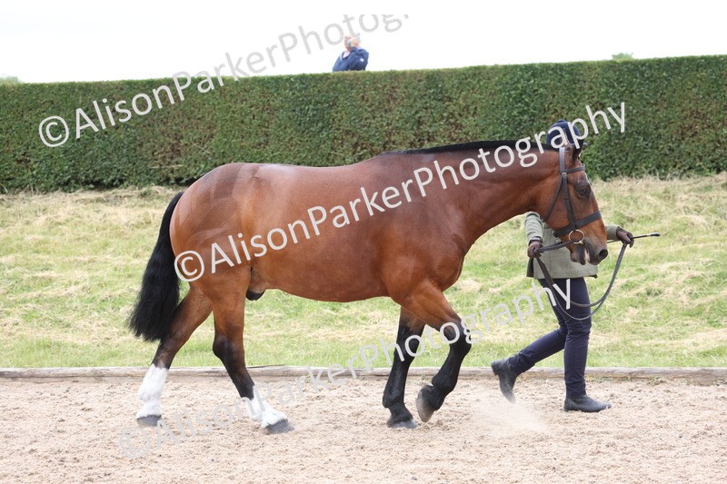 20250524-0955 - Class 9 - Cob and Hunter