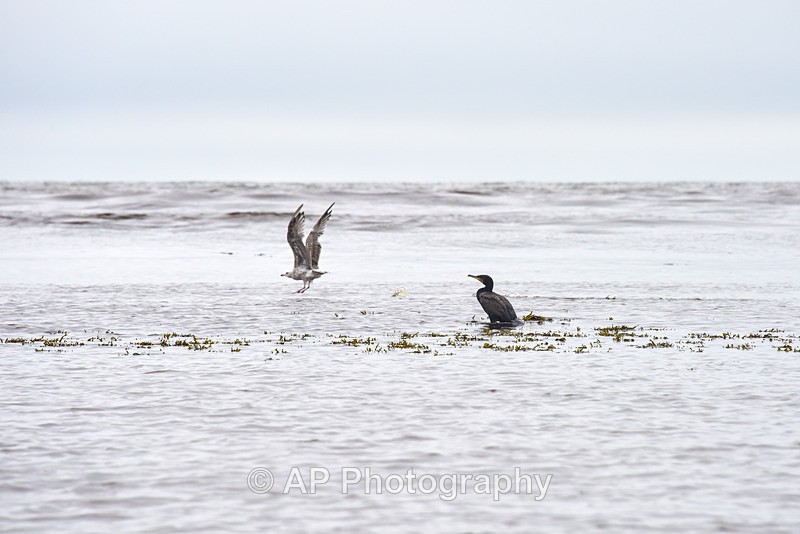 Cormorant and seagull-5555-1 - Birds