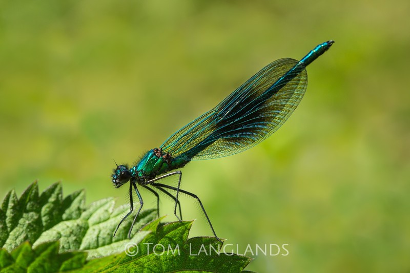 Banded Demoiselle - Macro