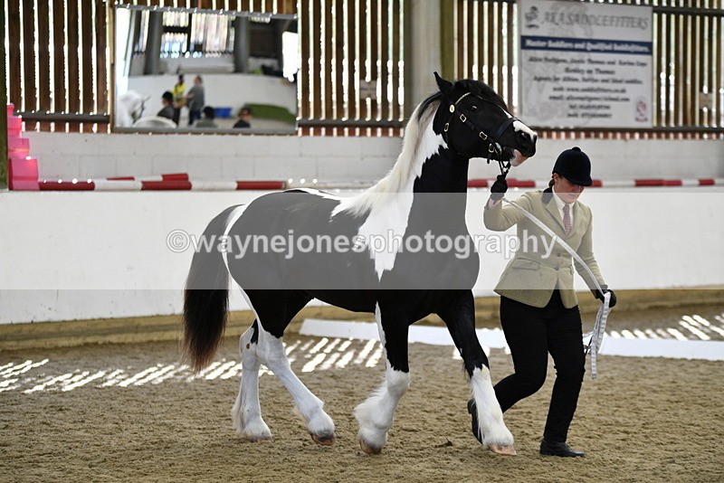 WJ5_4844 - Class 7 In hand coloured / odd coloured