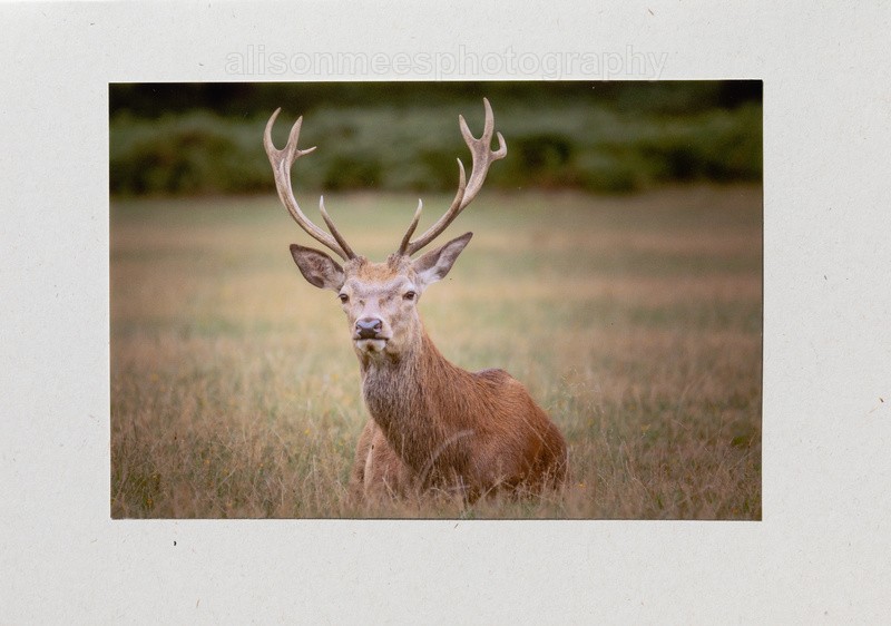 46 Red Deer Stag - For Sale - Handmade Cards £2.50 each