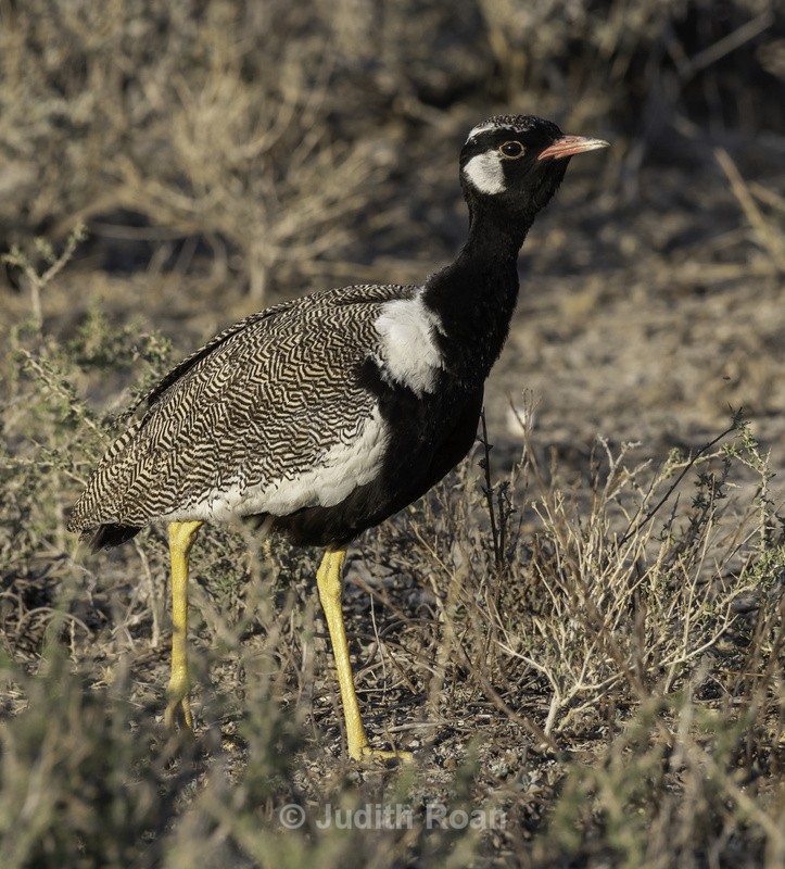 Northern Black Korhaan, male - Namibia 2022