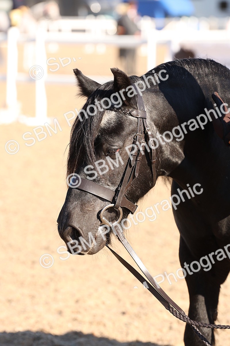 SBM_11757 - Class 204 - Young Handler 11 to 16 years