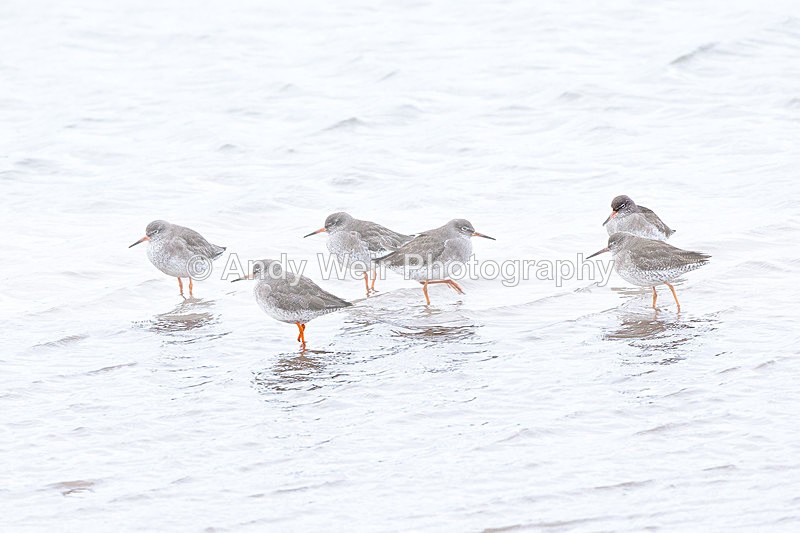 20140222-3K8A8854 - Redshank