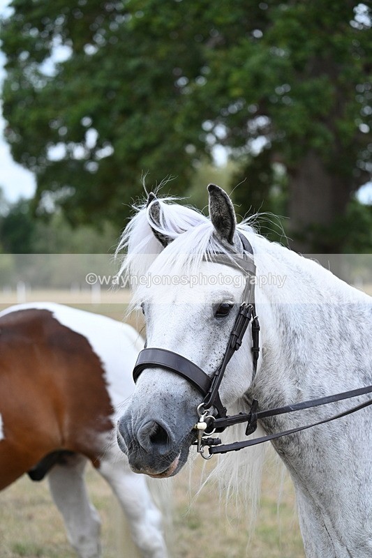 WJ7_5380 - Class 12 Ridden Cob