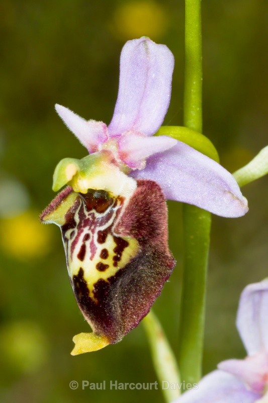 Ophrys fuciflora (Late Spider Orchid) - Orchids - Ophrys