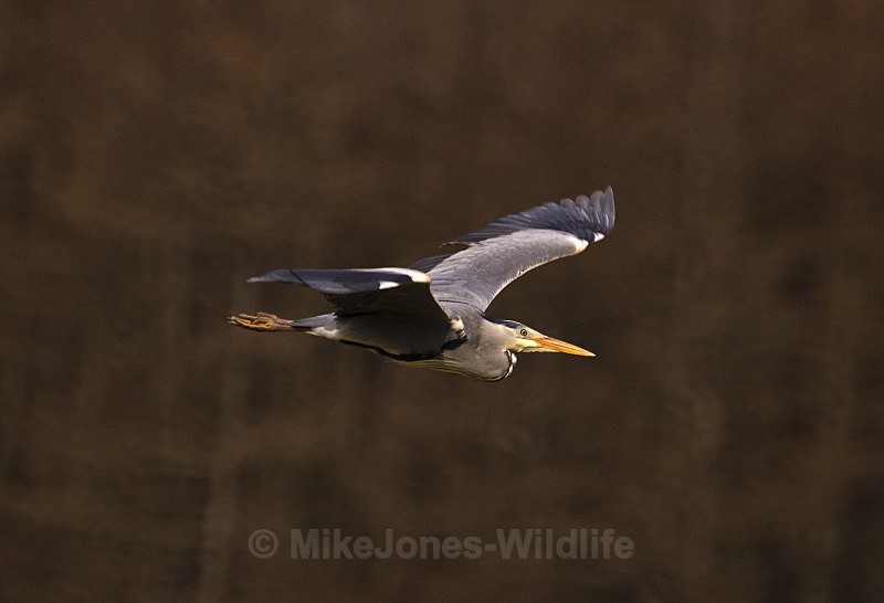 GREY HERON 2 - GREY HERONS