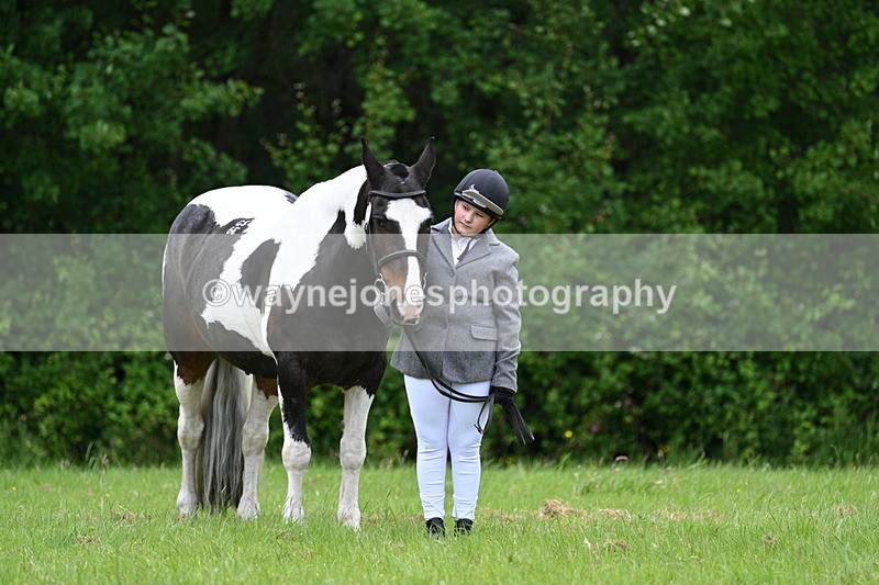 WJ7_4127 - Class 14A Handsome Gelding