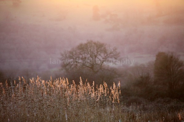 Chew Valley lake reeds _S157 - Somerset landscape Photography