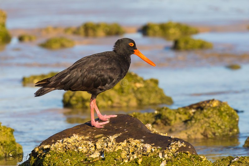 Sooty Oyster Catcher 1