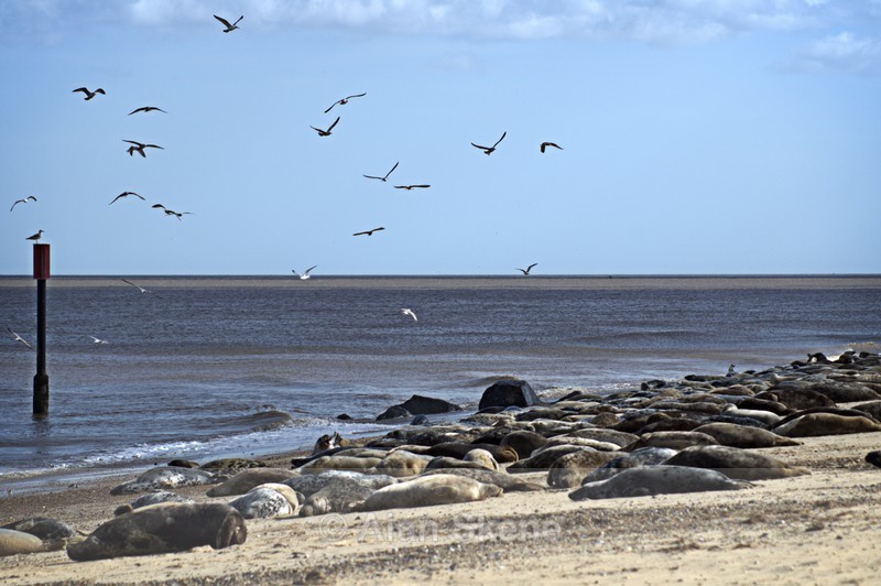 DSC02916 - the sea
