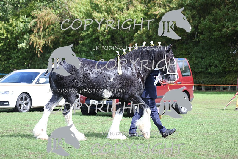 APP_3358 - Class 5 In Hand Championship