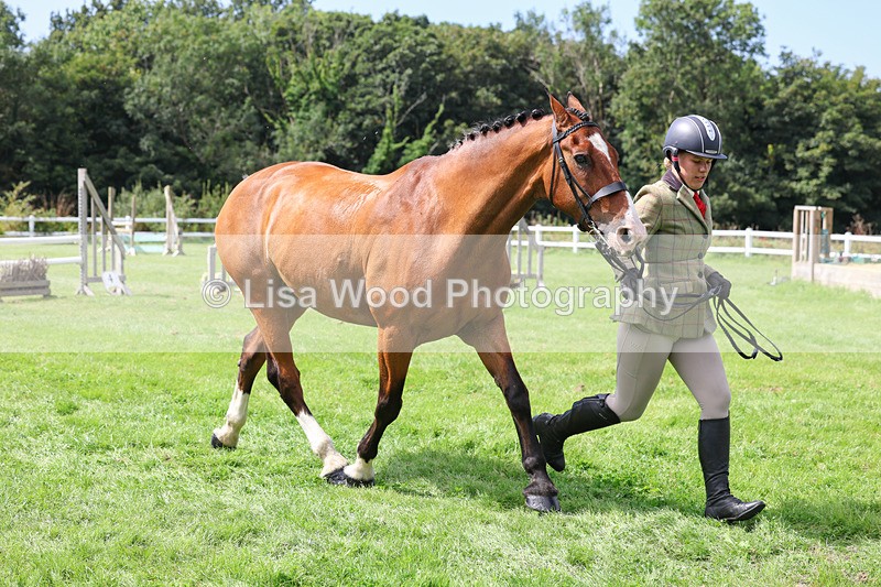 3E7A8787 - Class 5: Working Show Horse