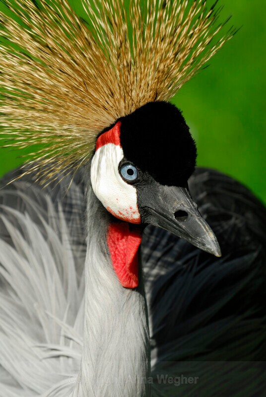 Crowned Crane - Birds