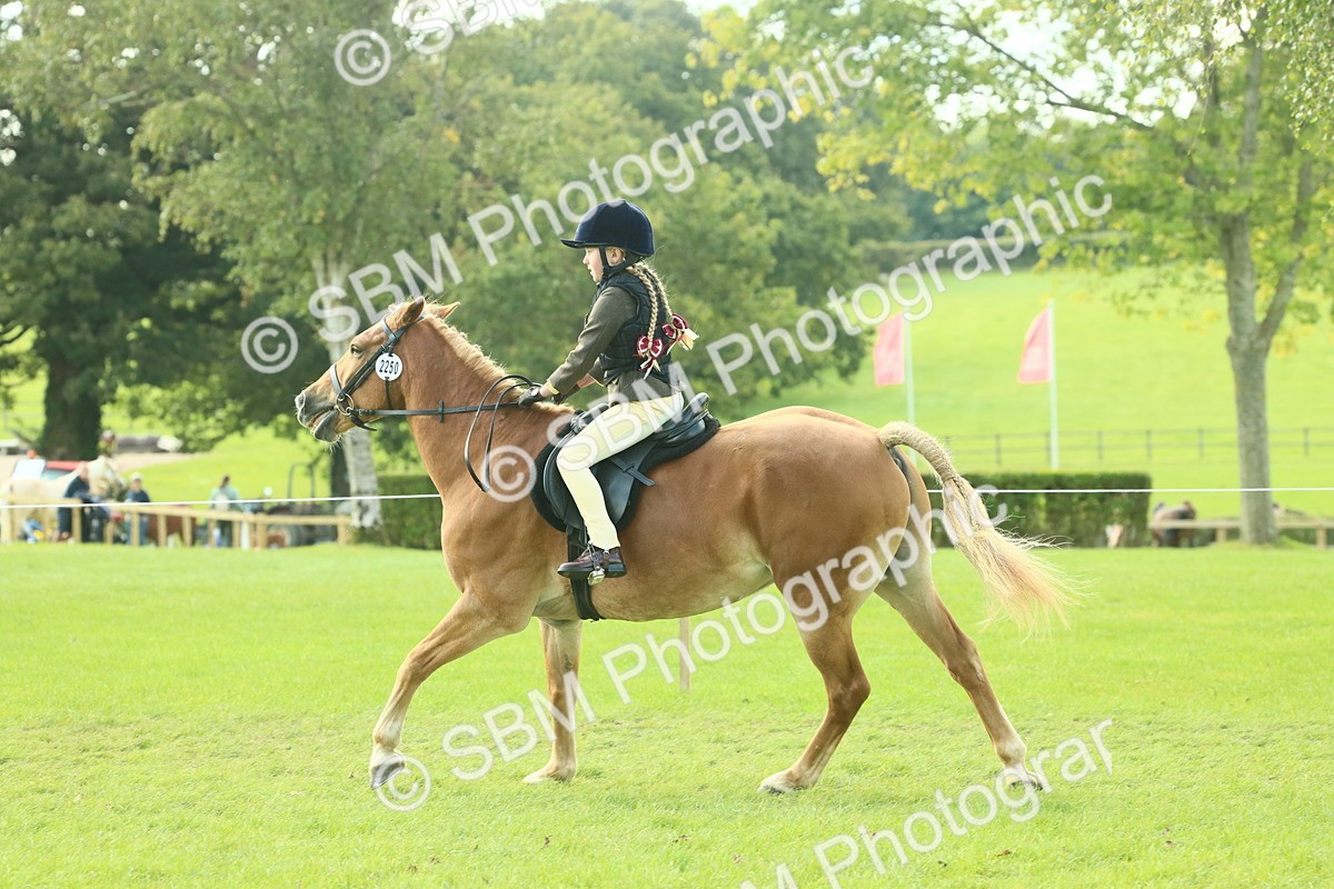 SBM_62427 - S62 - Foreign Breeds Ridden