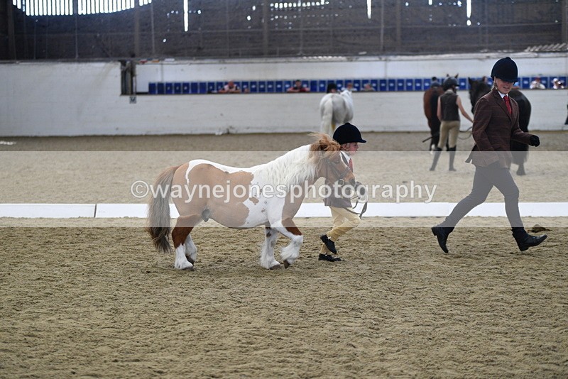 WJ5_4926 - Class 7 In hand coloured / odd coloured