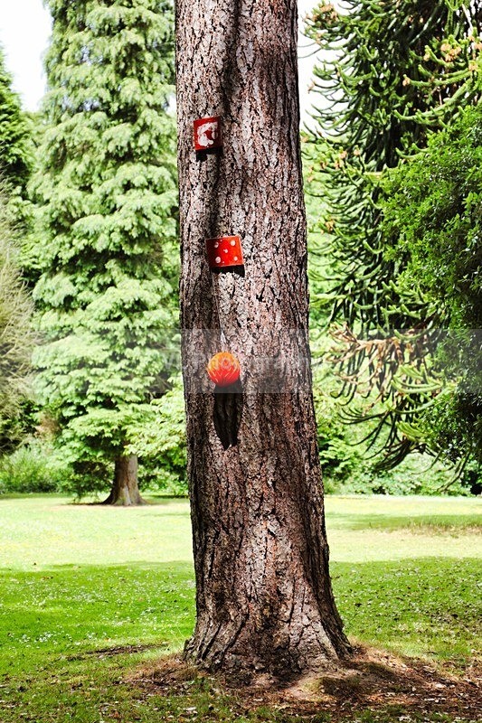 Tree - Plants and Trees