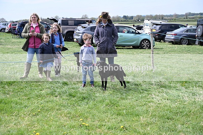 WJ6_8984 - Class 8 Best Working / Gun Dog or Bitch